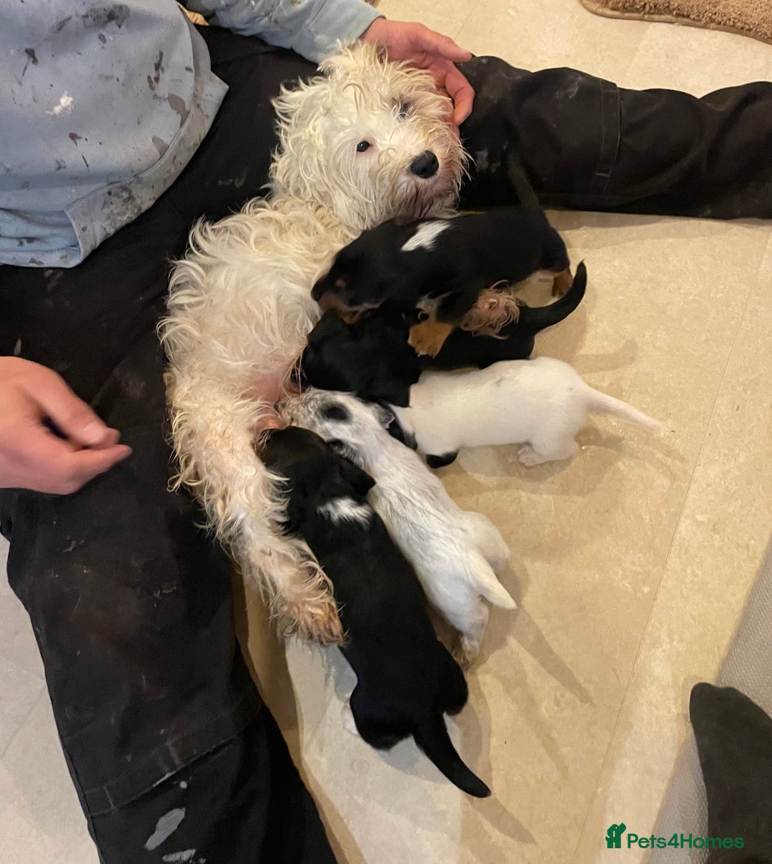 Mixed Breed dogs for sale: Sealyham terrier cross jack russel terrier  - Advert 18