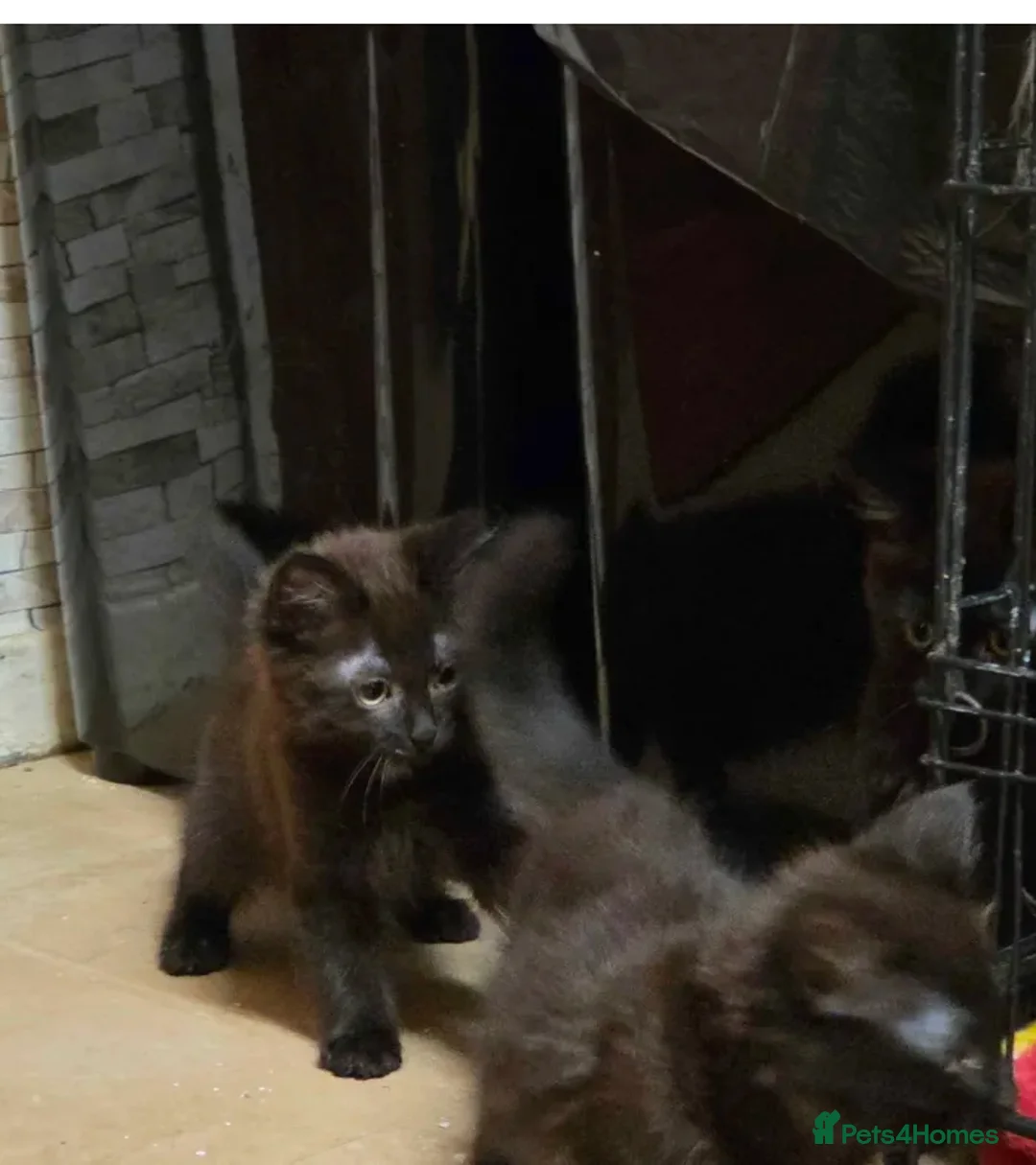 Siberian cats for sale: 4 beautiful kittens for sale - Advert 2