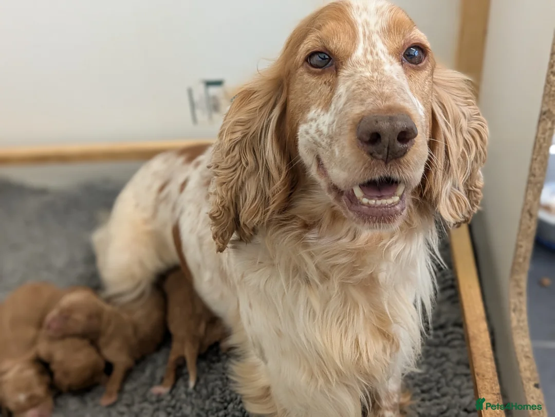 Cockapoo dogs for sale: Miniature F1 Cockapoo Pups, Health Tested Parents - Advert 13