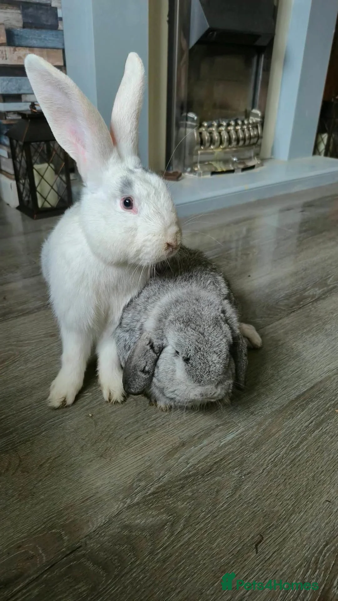 Continental Giant rabbits for sale: Continental Giant 10 months old and German Lop - Advert 2