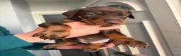 Dobermann dogs for sale: European Doberman puppies  in Birmingham - Advert 2
