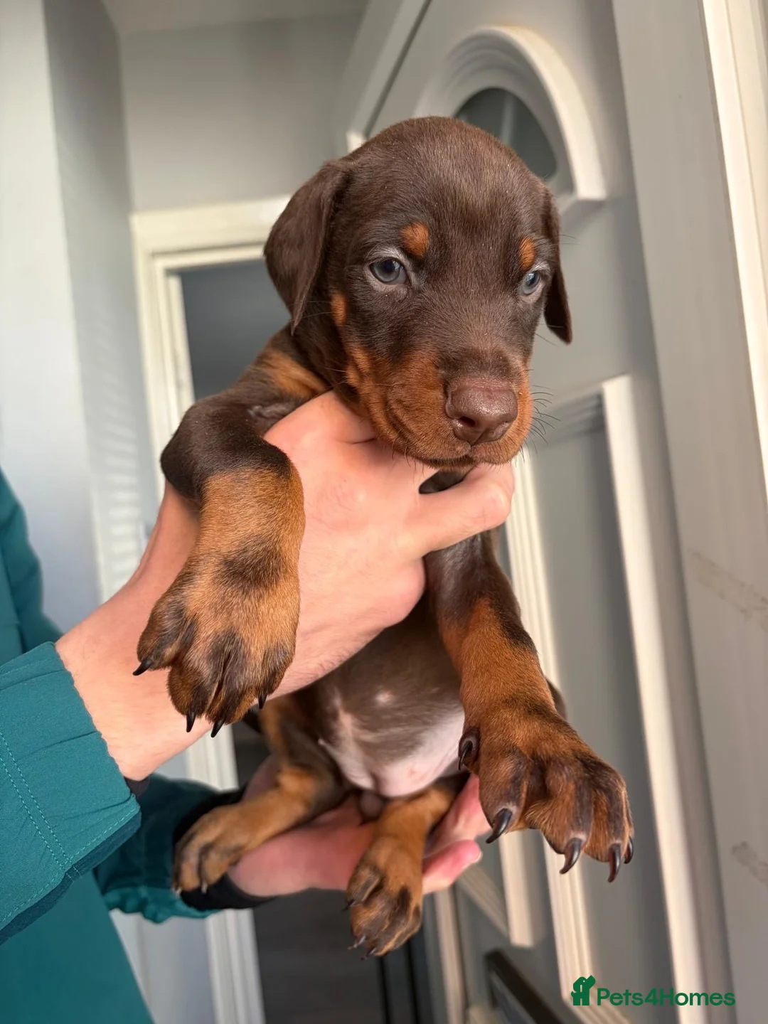 Dobermann dogs for sale: European Doberman puppies  in Birmingham - Advert 2