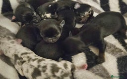 Chihuahua dogs for sale: Beautiful  Blue and Merle Chihuahua  - Image 18
