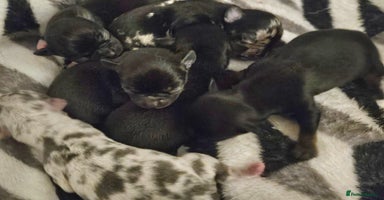 Chihuahua dogs - Advert 2