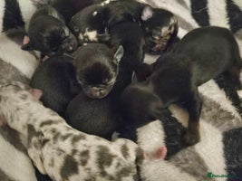 Chihuahua dogs - Advert 6