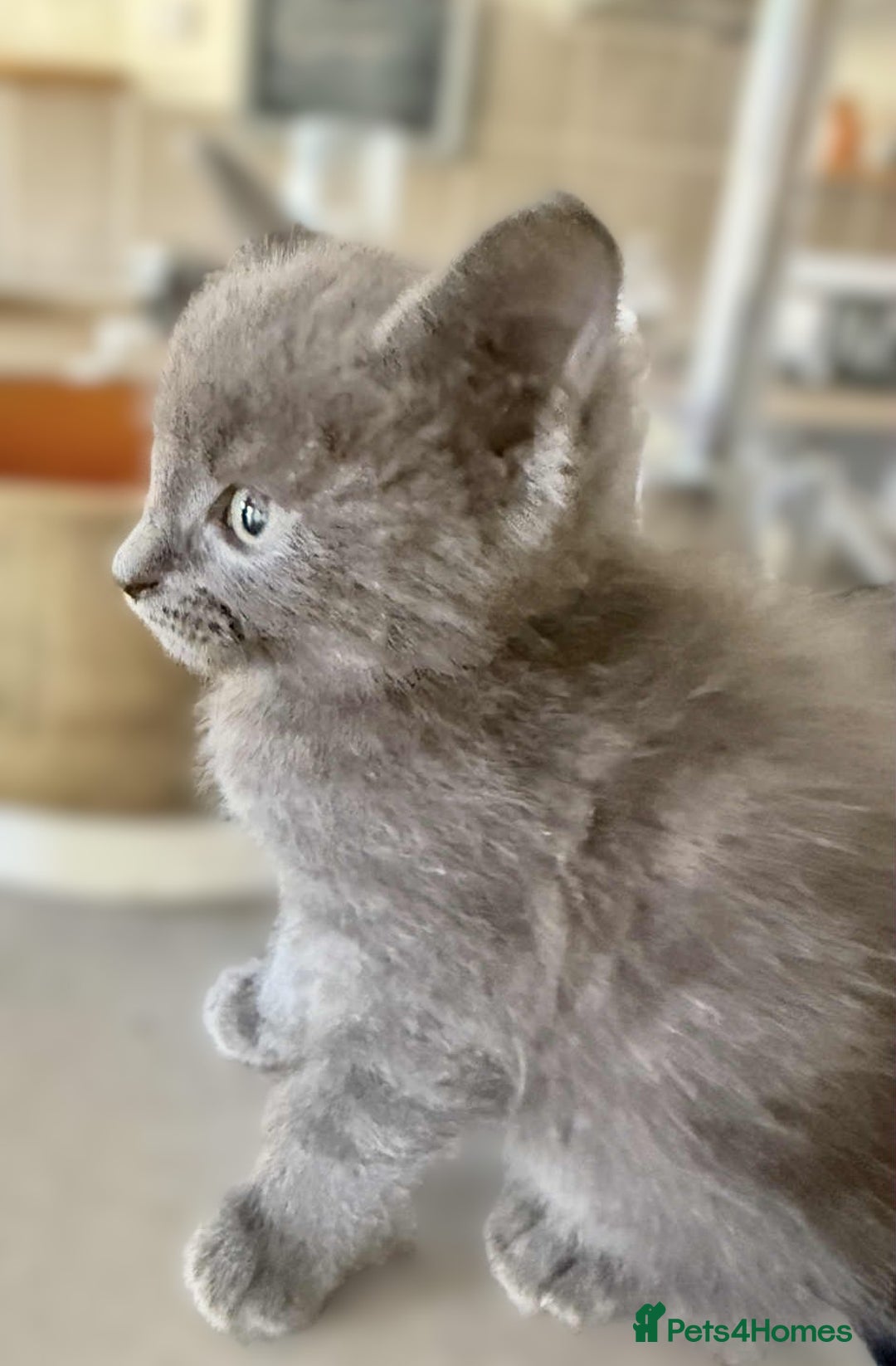 Mixed Breed cats for sale: Beautiful Litter of 4 kittens  - Image 18
