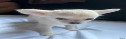 Chihuahua dogs for sale: Chihuahua pups in Kingston upon Thames - Advert 15