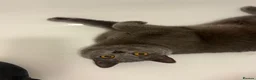 British Shorthair cats for sale: British short hair kitten  - Advert 7