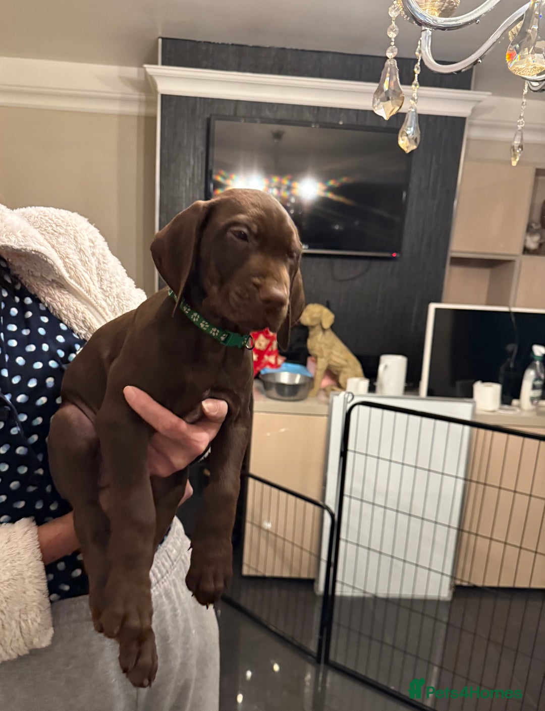 Mixed Breed dogs for sale: Well reared Quality puppies - Advert 32