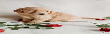 Golden Retriever 3