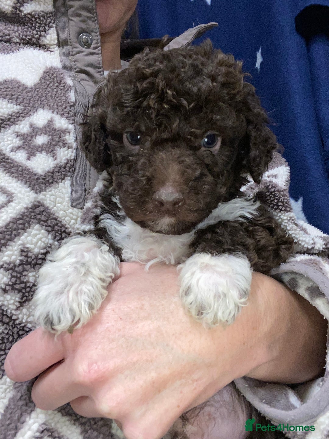 Lagotto Romagnolo dogs for sale: Lagotto Romagnolo puppies  - Advert 32