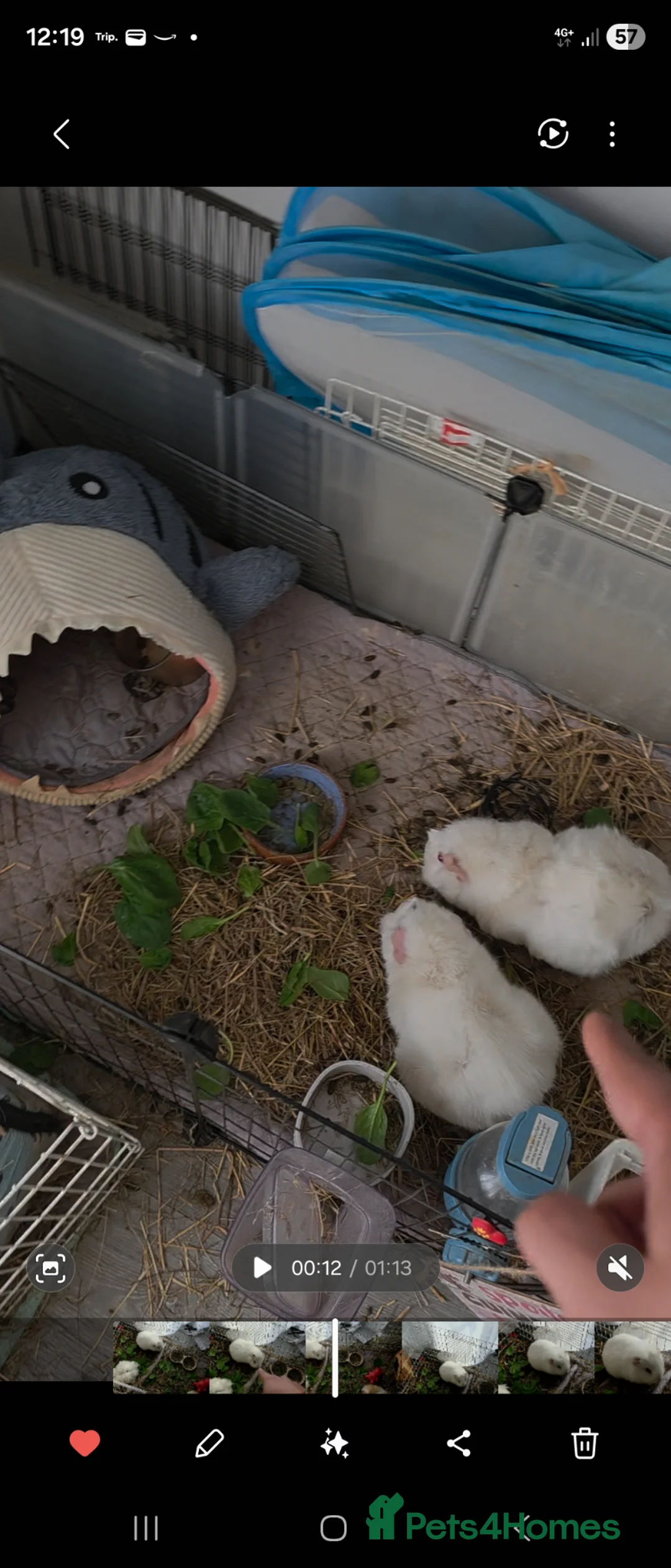 Guinea Pig rodents for sale: Two girl Guinea pig for adoption - Advert 2