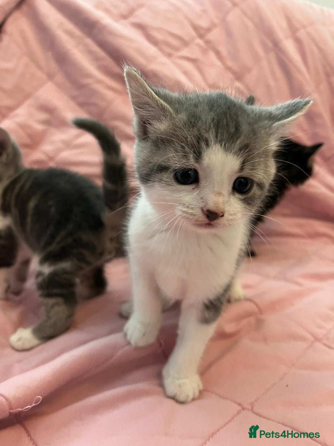 Mixed Breed cats for sale: Mixed Bengal Kittens  - Image 13