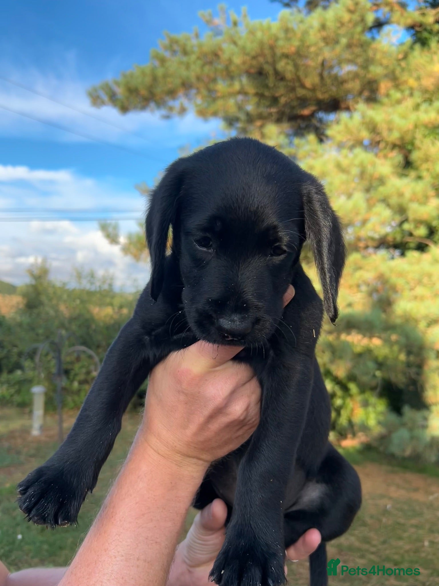 Labradoodle dogs *last two girls remaining* F1b labradoodles - Advert 2
