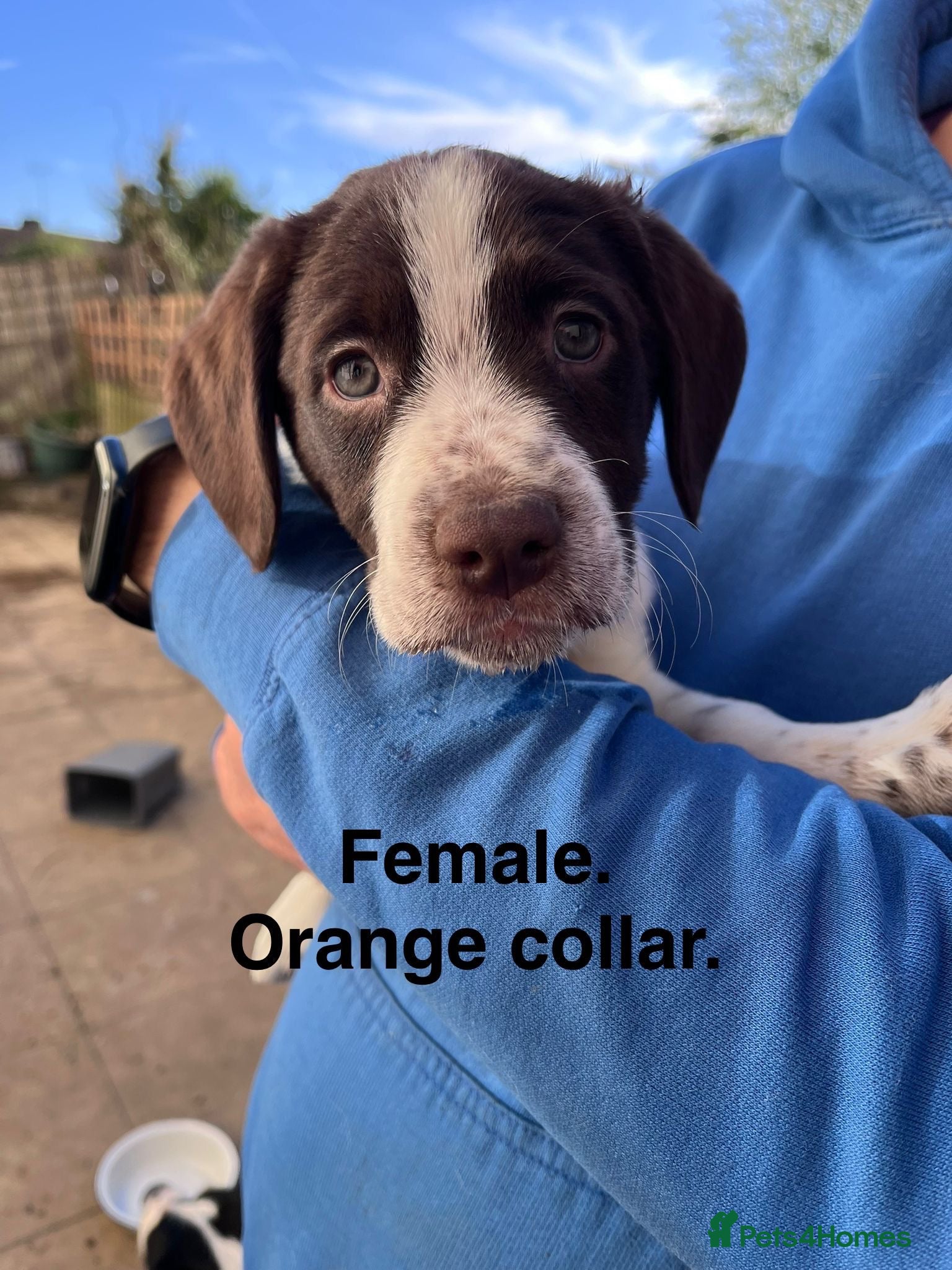 Swedish Lapphund dogs Gorgeous puppies for sale  - Advert 2