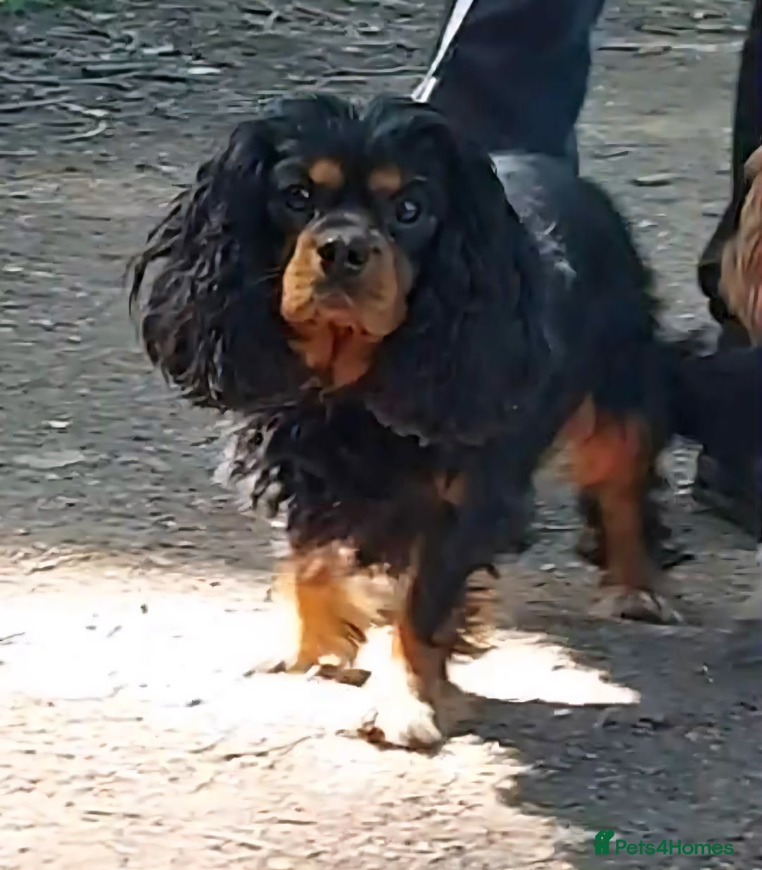 Cavalier King Charles Spaniel dogs for sale: Gorgeous KC Reg Cavalier Puppies  - Image 24