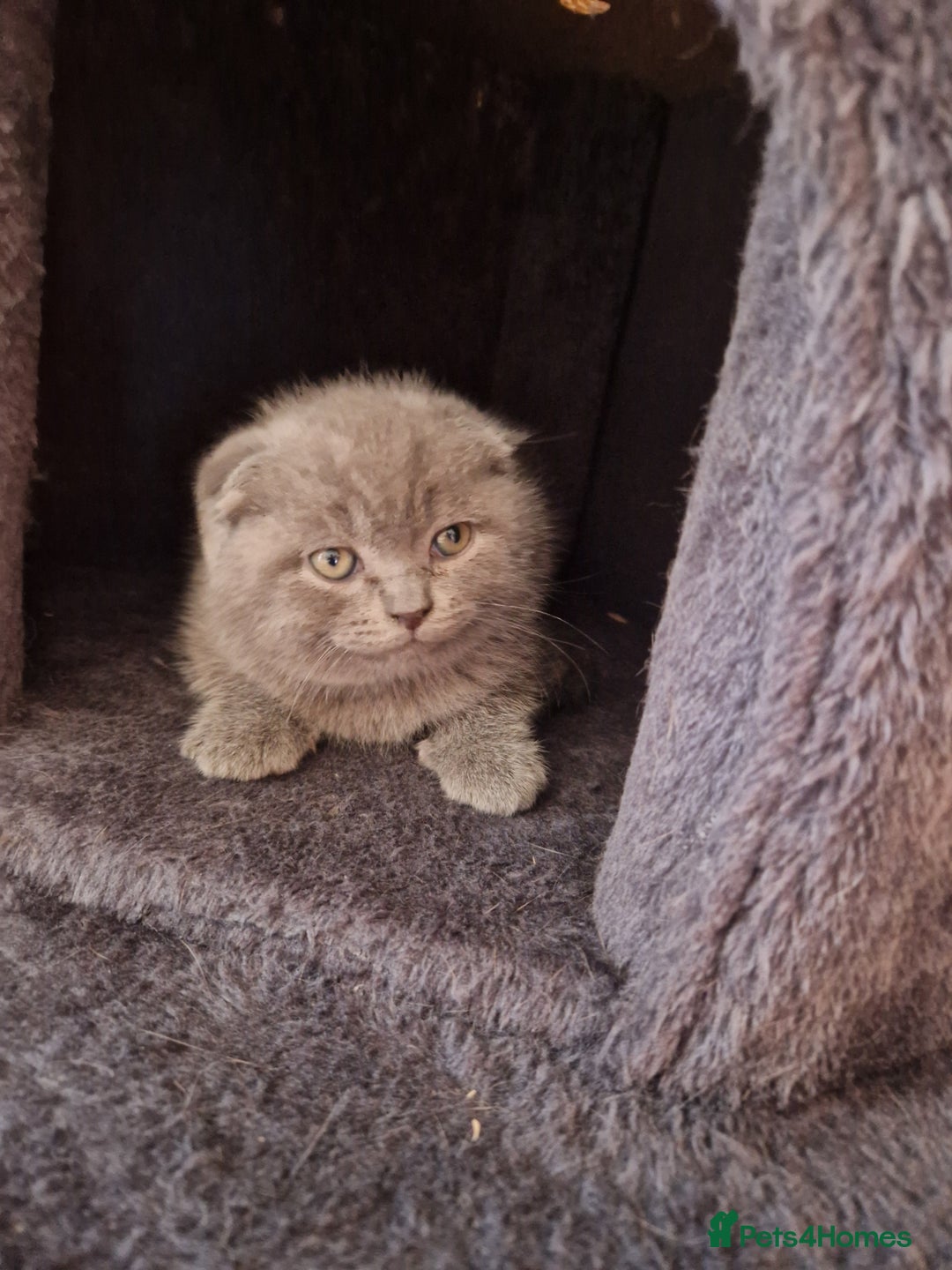 Scottish Fold cats for sale: Scottish fold, straight girls, boys, lilac blue  - Advert 3