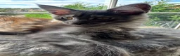Maine Coon cats for sale: Full Main Coon kittens - Advert 10