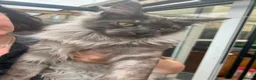 Maine Coon cats for sale: Smoke kitten 5 months old - Advert 21