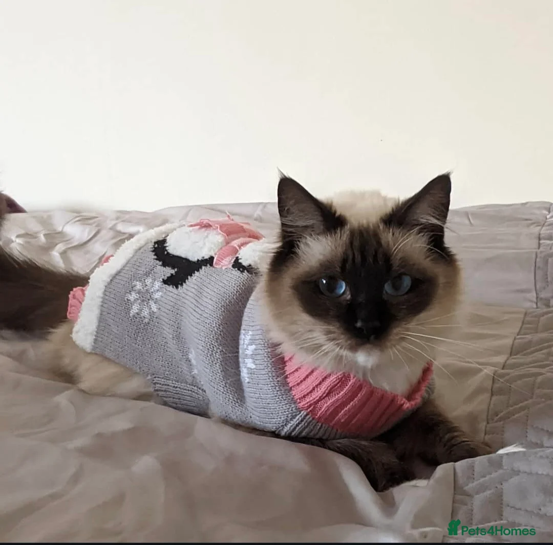 Ragdoll cats for sale: Adult Female Ragdoll - Advert 7