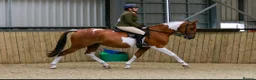 English Thoroughbred horses for sale: prince for sale. in Llantwit Major - Advert 7
