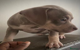 American Bully dogs for sale: Beautiful Tri colour American bully puppy’s  - Image 13