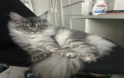 Maine Coon cats for sale: Maine Coon Male For Sale - TITAN - Advert 3