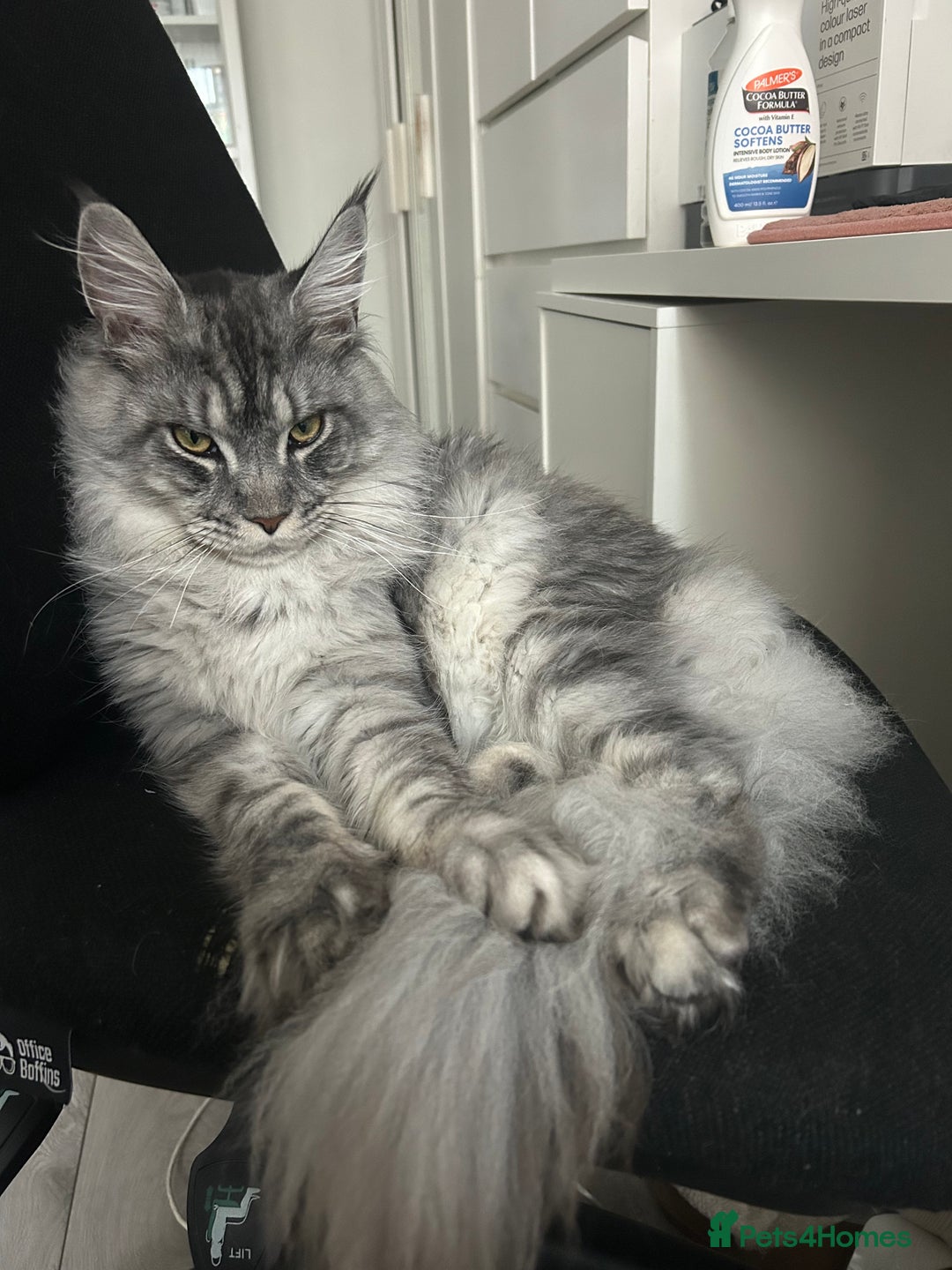 Maine Coon cats for sale: Maine Coon Male For Sale - TITAN - Advert 3