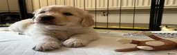 Goldador dogs for sale: Goldador - Golden Retriever x Labrador Retriever - Advert 11