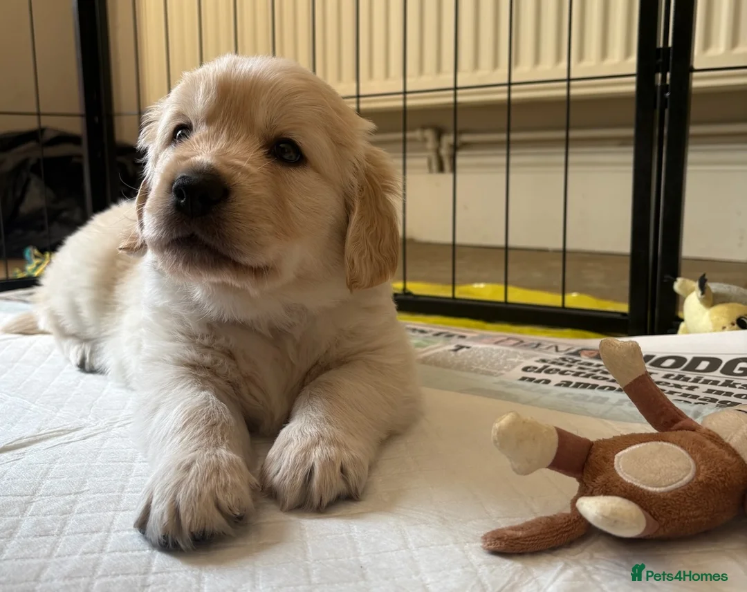 Goldador dogs for sale: Goldador - Golden Retriever x Labrador Retriever - Advert 11