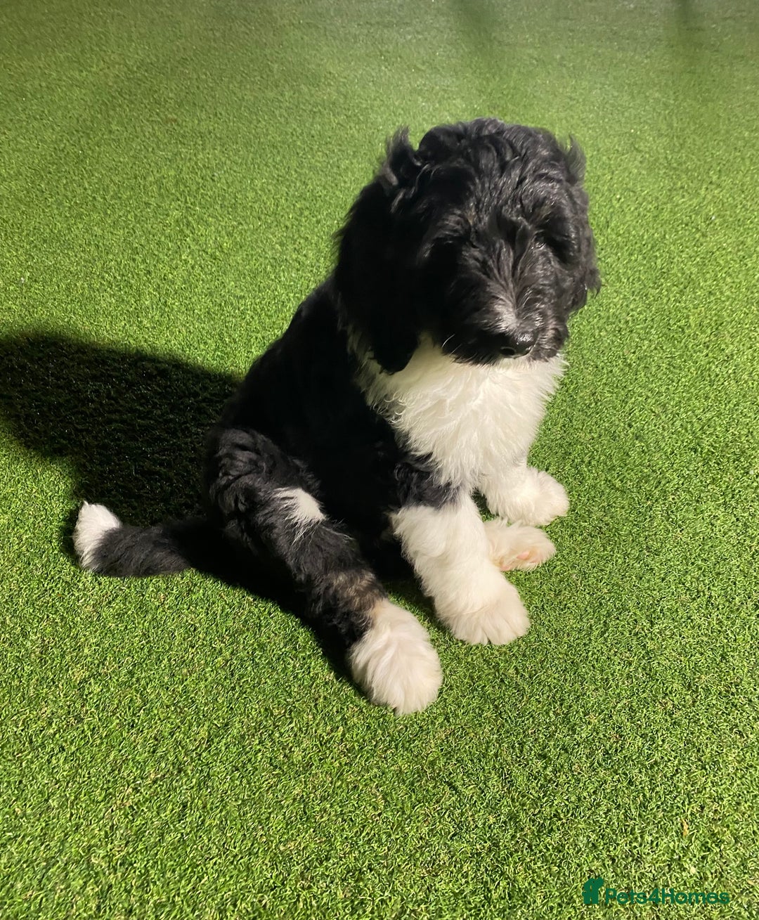 Bernedoodle dogs for sale: Tri-colour Bernedoodle  puppies  - Advert 9