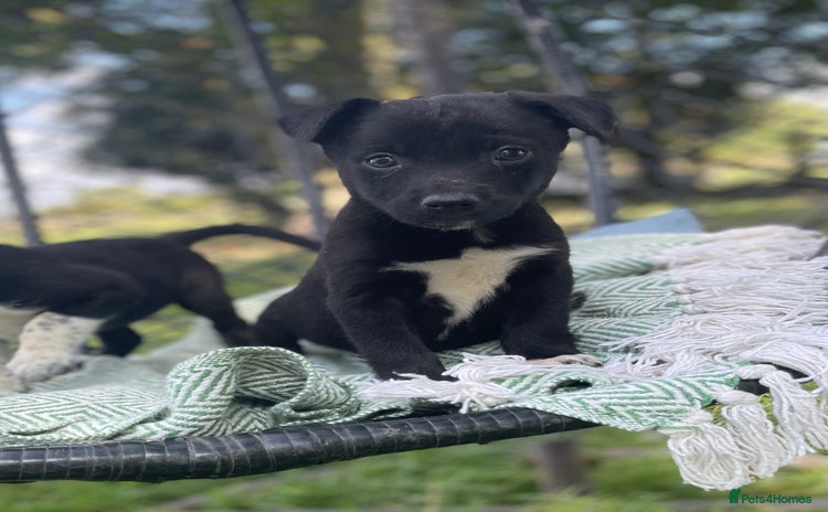 Border Collie dogs - Advert 4