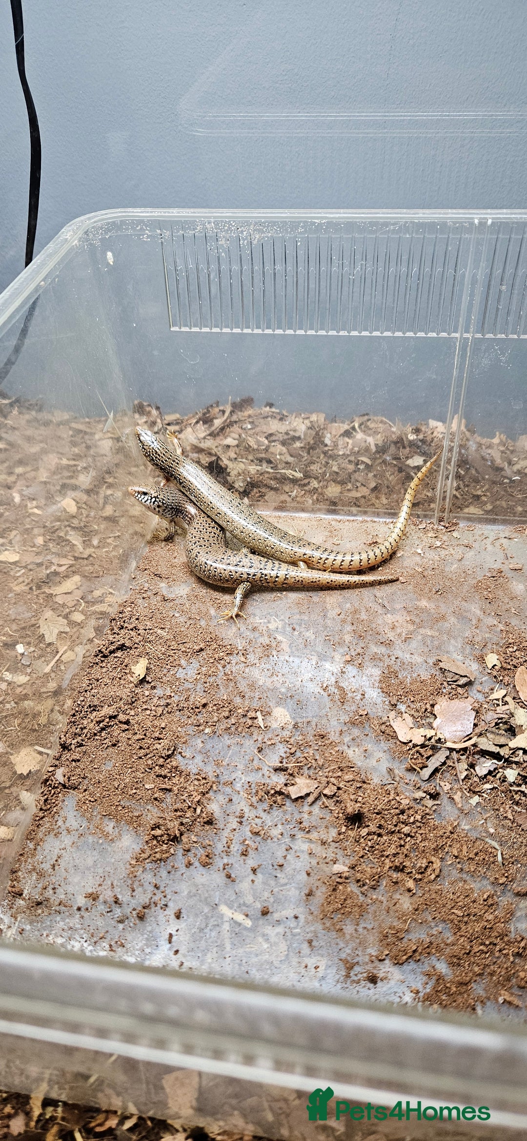 Skink reptiles for sale: X4 ocellated skinks and set up - Advert 4