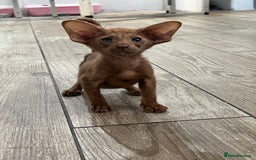 Oriental cats for sale: Cinnamon boy and Havana girl  - Image 2
