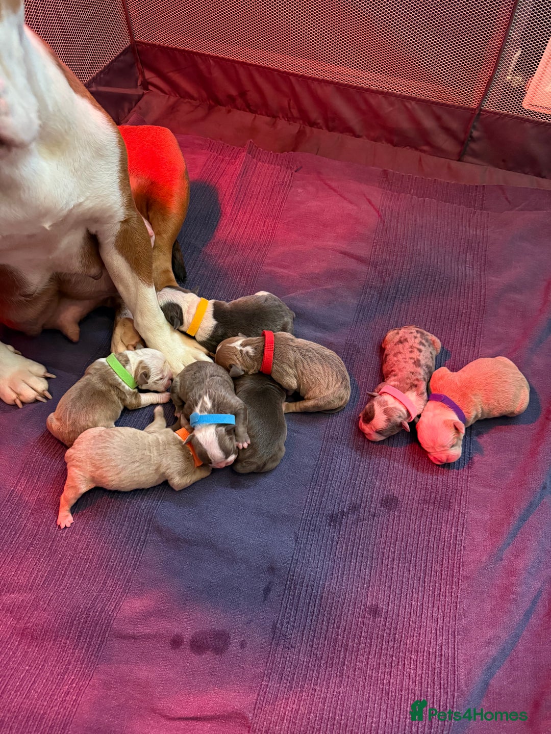 Olde English Bulldogge dogs for sale: Olde English bulldogs - Image 1