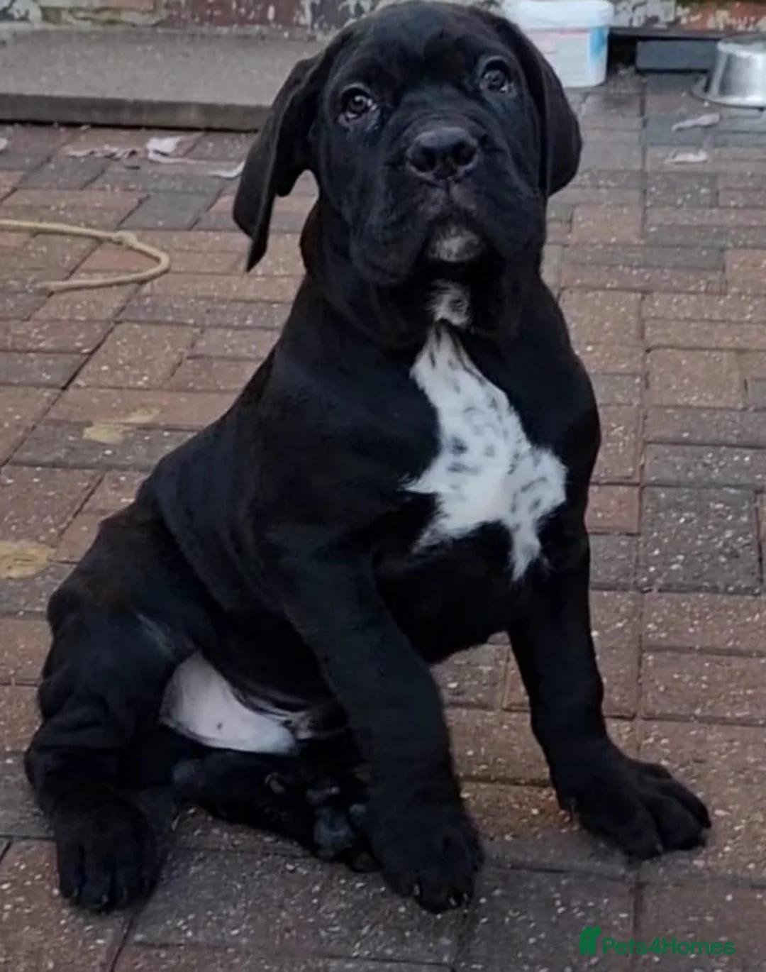 Cane Corso dogs for stud: Presenting MASSIMO MARCELLO for Stud in Stafford - Advert 4