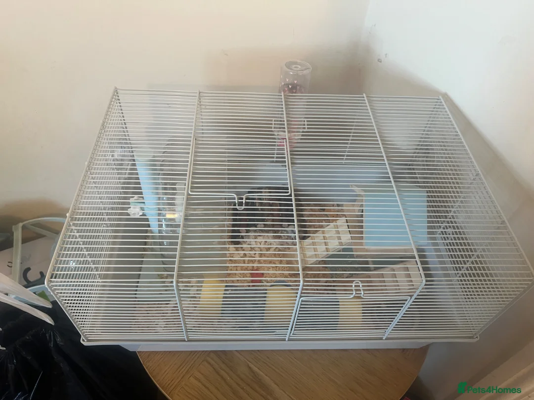 Hamster rodents for sale: Russian dwarf hamster in Sutton-in-Ashfield - Advert 3