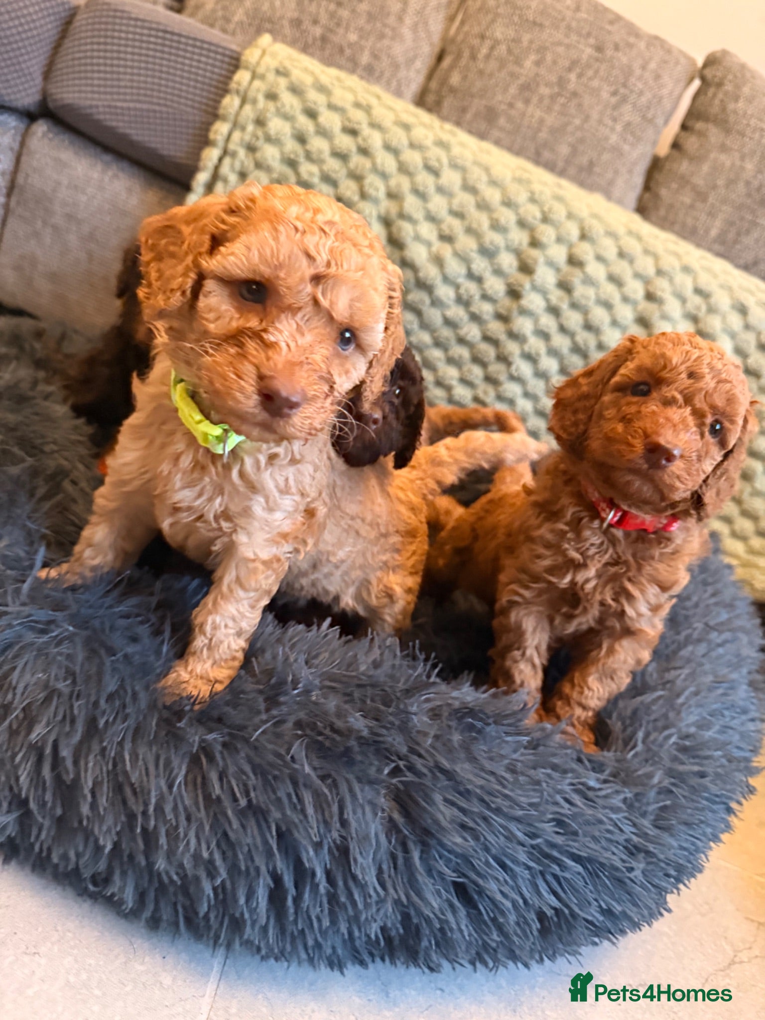 Miniature Poodle dogs Miniature Poodle  - Advert 1