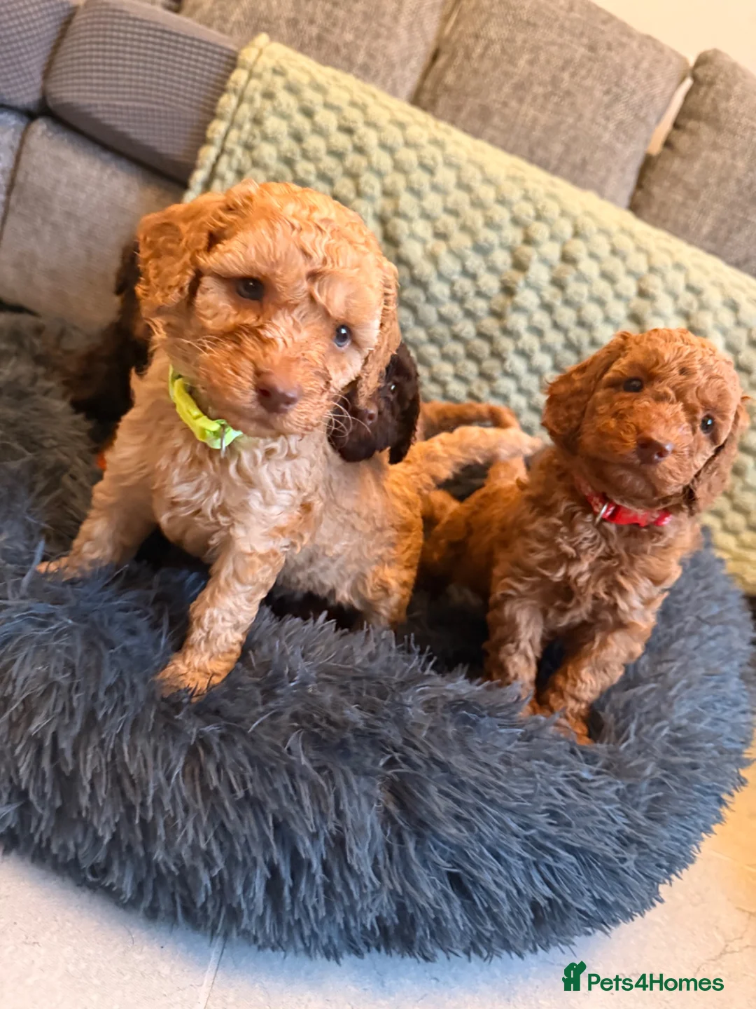 Miniature Poodle dogs for sale: Miniature Poodles - Advert 1