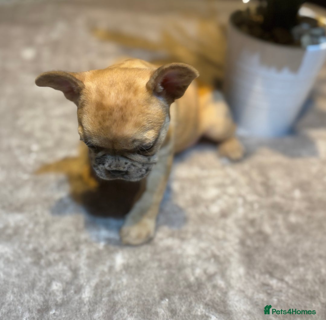 French Bulldog dogs for sale: LAST ONE REDUCED FRENCH BULLDOG 🐾 - Advert 5