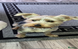 Yorkshire Terrier dogs for sale: Beautiful Yorkshire terrier puppy’s  - Image 9