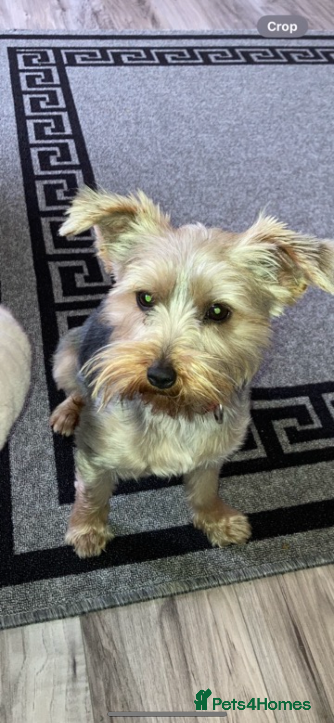 Yorkshire Terrier dogs for sale: Beautiful Yorkshire terrier puppy’s  - Image 9