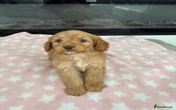 Cockapoo dogs for sale: F1 Cockapoos - Image 9