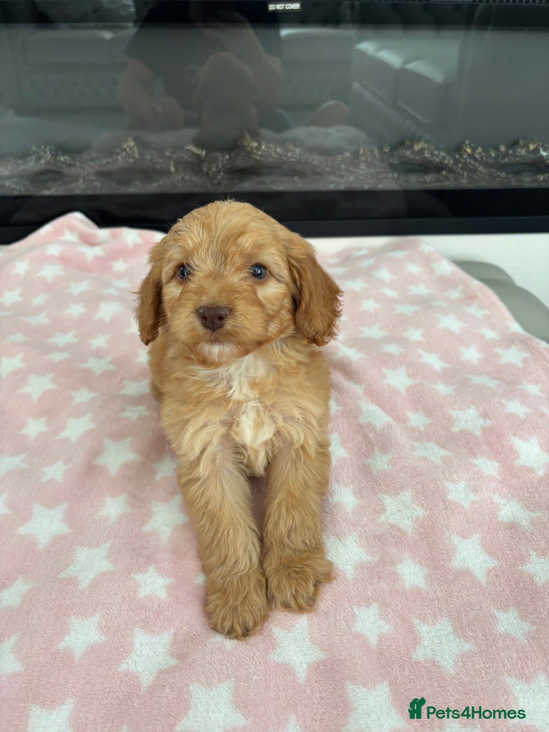 Cockapoo dogs for sale: F1 Cockapoos - Image 9