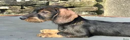 Dachshund dogs for sale: Wirehaired Dachshund Teckel KC registered puppies  - Advert 29