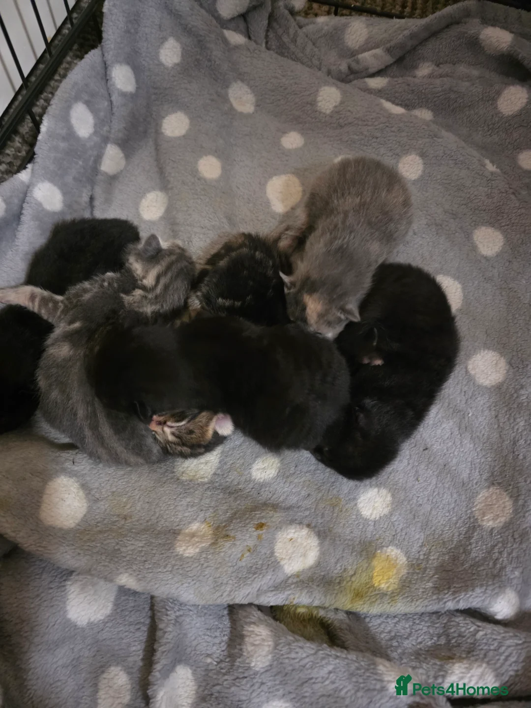 Mixed Breed cats for sale: 2 maincoon x - Advert 5