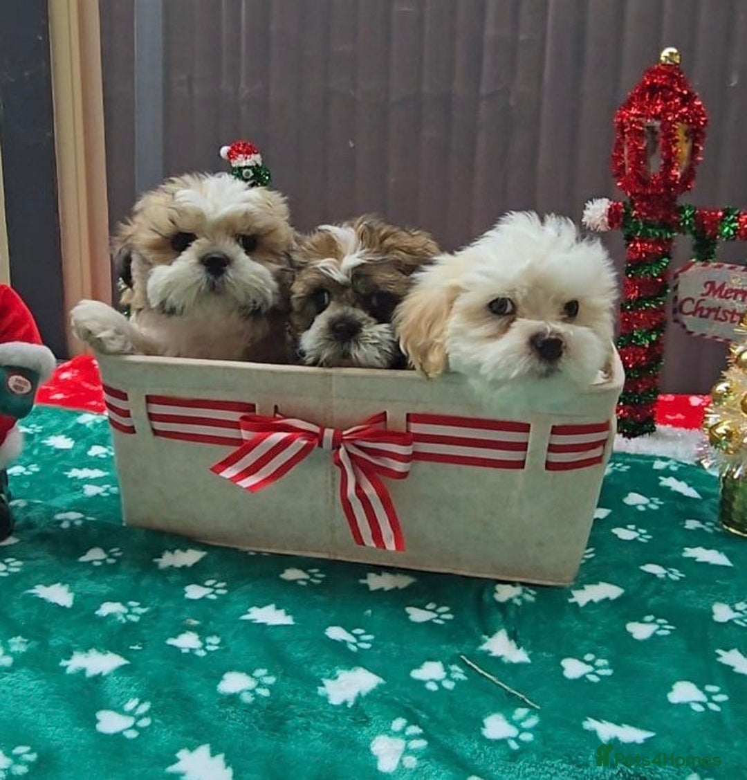 Shih Tzu dogs for sale: Little White Hearts Seeking Their Forever Homes - Advert 2