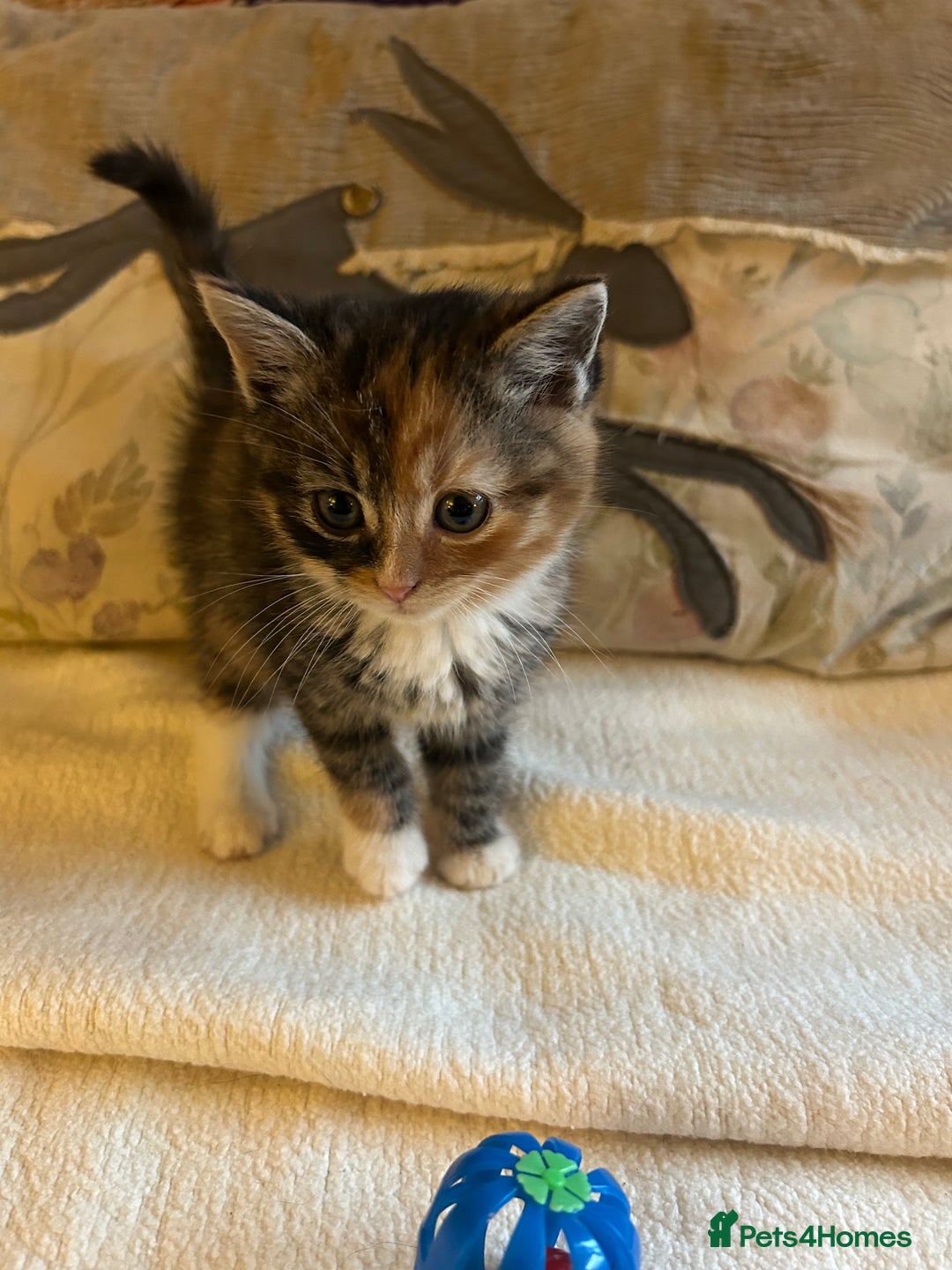 Persian cats for sale: GORGEOUS PERSIAN X KITTENS - Advert 4