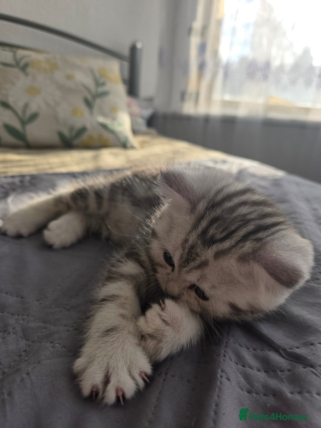 Scottish Fold cats for sale: Tabby Scottish Fold Kittens - Advert 11