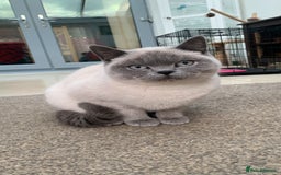 British Shorthair cats for sale: Stunning Pedigree British Blue Short Hair Males - Image 3